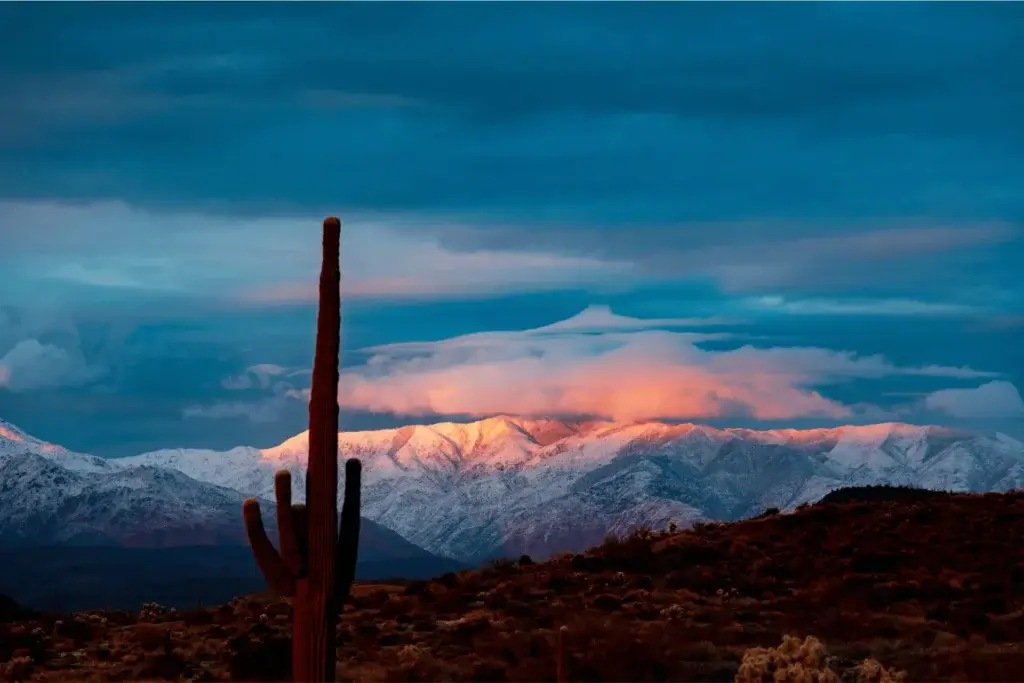 Foreground of a cactus in shadow with snow covered mountains in the background